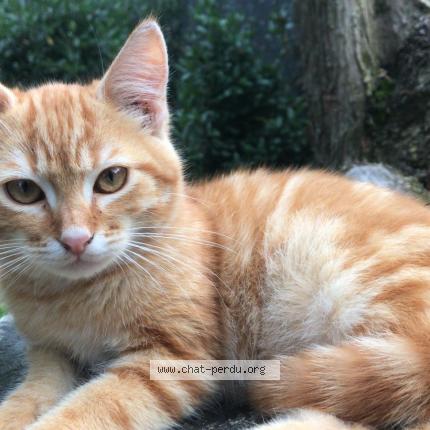 Foto 1/1 Spirou Chat perdido en Sallertaine