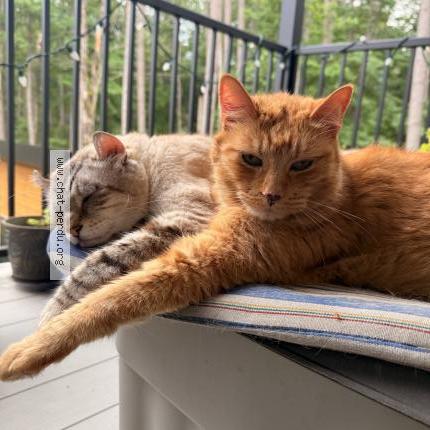 Foto 1/1 Jerry Chat perdido en Saint jovite