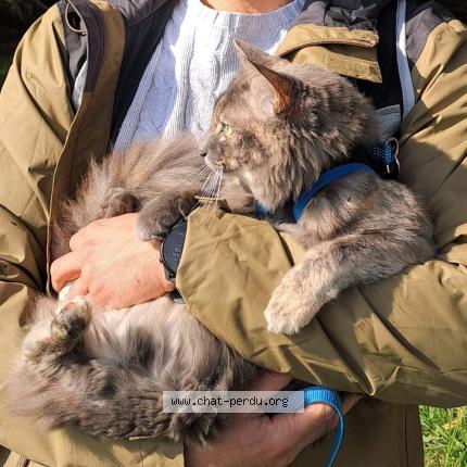 Foto 1/1 Yanna Chat perdido en Lusigny sur barse