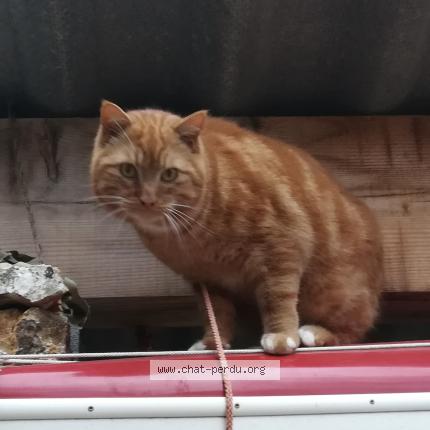 Foto 2/2 Cajou Chat perdido en Aups