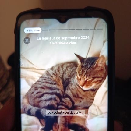 Foto 1/1 Gamin dit mimi Chat perdido en Thorigne sur due