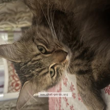 Foto 1/1 CARAMEL Chat perdido en Stains