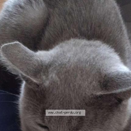 Foto 1/1 Smocky Chat perdido en Montreuil sur ille