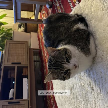 Foto 1/1 Assad Chat perdido en Paris