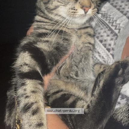 Foto 1/1 Gato encontrado Encontrado en Montreal nord