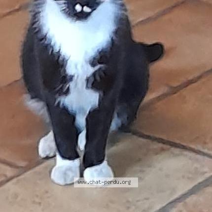 Foto 1/2 Marie-José FULCHERI Chat perdido en Nice