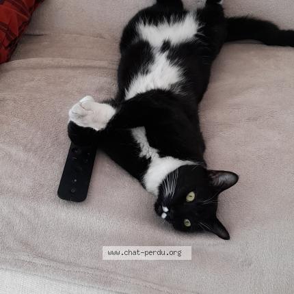 Foto 2/2 Marie-José FULCHERI Chat perdido en Nice