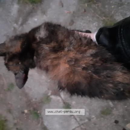 Foto 1/1 Gato encontrado Encontrado en Argenteuil