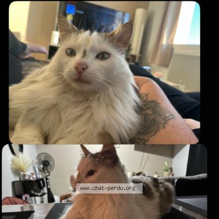 Foto 1/1 Titou Chat perdido en La ferte hauterive