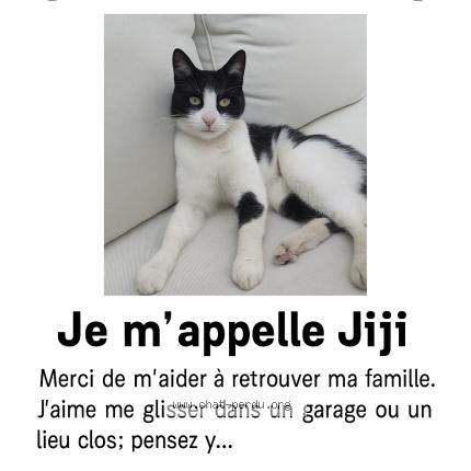Foto 1/1 JIJI Chat perdido en Montlouis sur loire