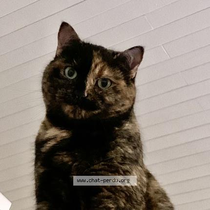 Foto 1/1 Réglisse Chat perdido en Perrex