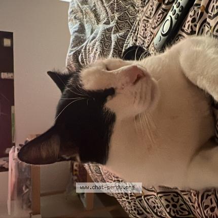 Foto 1/1 Bob Chat perdido en Tournon sur rhone