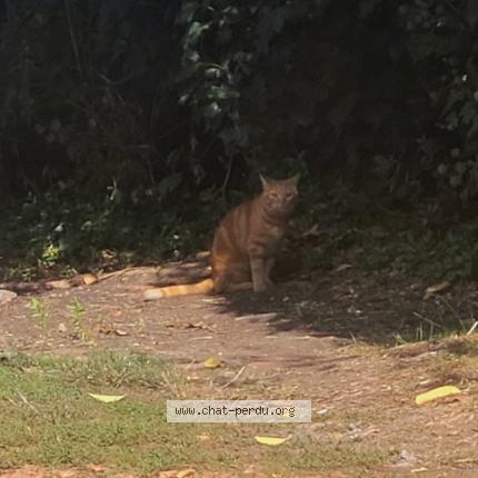 Foto 1/1 Gato encontrado Encontrado en Toulouse