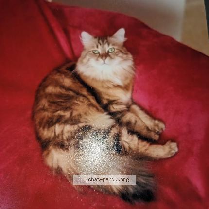 Foto 1/1 Channel Chat perdido en Saint mars d egrenne