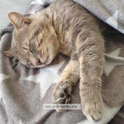 Foto 1/2 Sasha Chat perdido en Caumont sur aure