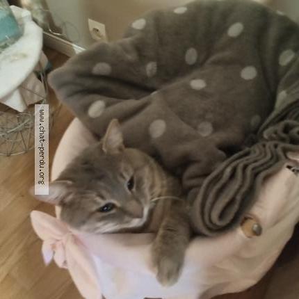 Foto 2/2 Sasha Chat perdido en Caumont sur aure