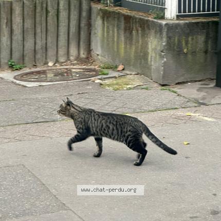 Foto 1/1 Gato encontrado Encontrado en Boulogne billancourt