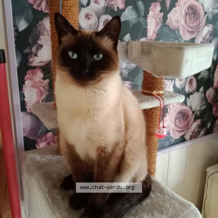 Foto 1/1 Pin'up Chat perdido en Coex