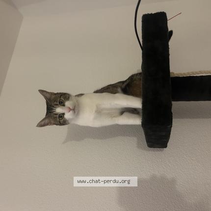 Foto 1/1 Patrick Chat perdido en Yverdon les bains