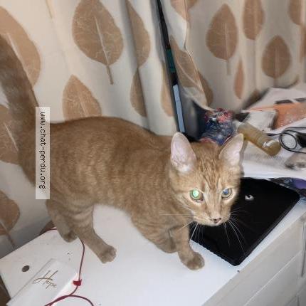 Foto 1/1 Gato encontrado Encontrado en Matane