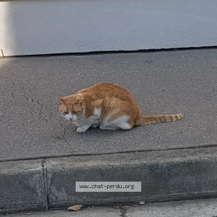 Foto 1/2 Gato encontrado Encontrado en Toulouse