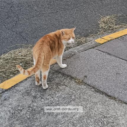 Foto 2/2 Gato encontrado Encontrado en Toulouse