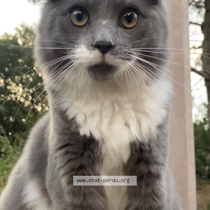 Foto 1/1 Bulut Chat perdido en Cornebarrieu