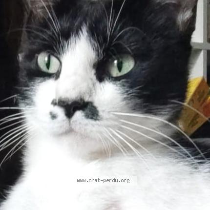 Foto 1/1 Sanji Chat perdido en Lormont