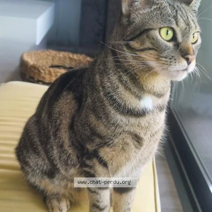 Foto 1/1 Minette Chat perdido en Montauban