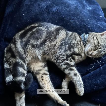 Foto 1/1 Youyou Chat perdido en Le controis en sologne contres