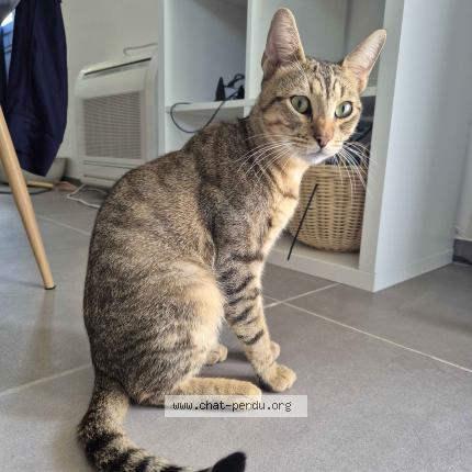 Foto 1/1 Gato encontrado Encontrado en Montpellier