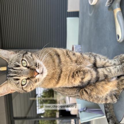 Foto 1/1 Loustic Chat perdido en Le pradet