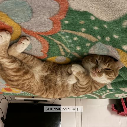 Foto 1/1 Riou Chat perdido en Paris