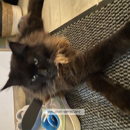 Foto 1/1 Saphir Chat perdido en Etalleville