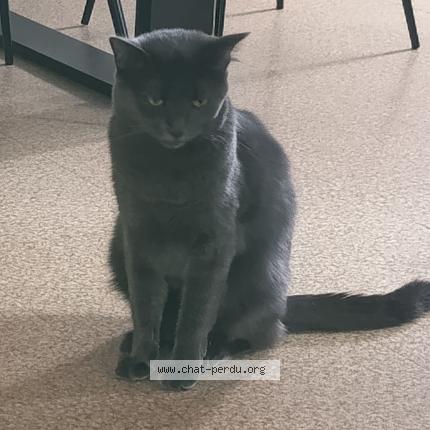 Foto 1/1 Yumi Chat perdido en Montpellier