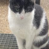 Foto del gato perdido en Besancon