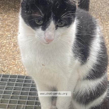 Foto 1/1 Olaf Chat perdido en Besancon