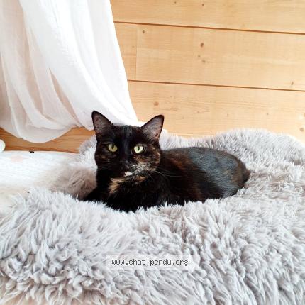 Foto 1/1 Marvel Chat perdido en Marans