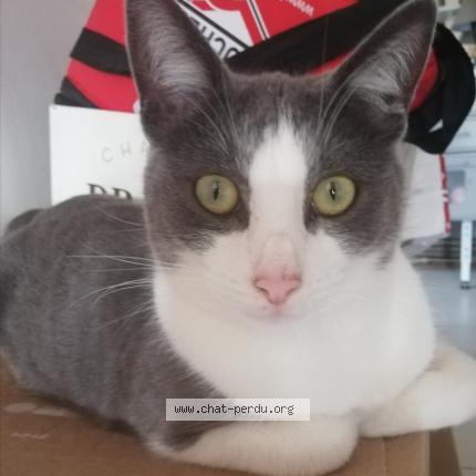 Foto 1/1 Guss Chat perdido en Ferriere la petite