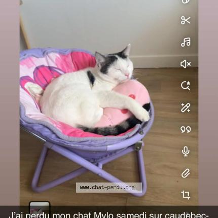 Foto 1/1 Mylo Chat perdido en Caudebec les elbeuf