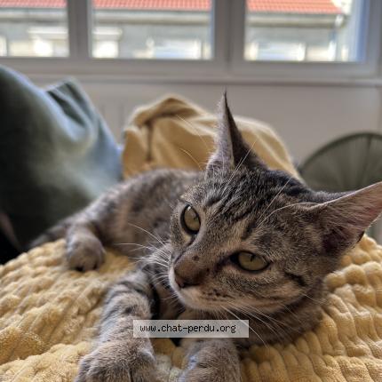 Foto 1/1 Vaiana Chat perdido en Le creusot