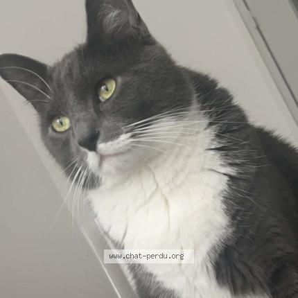 Foto 1/1 Snow Chat perdido en Saint etienne