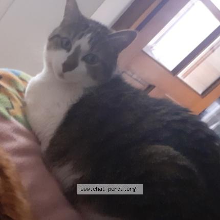 Foto 1/1 Farah Mameri Chat perdido en Perpignan