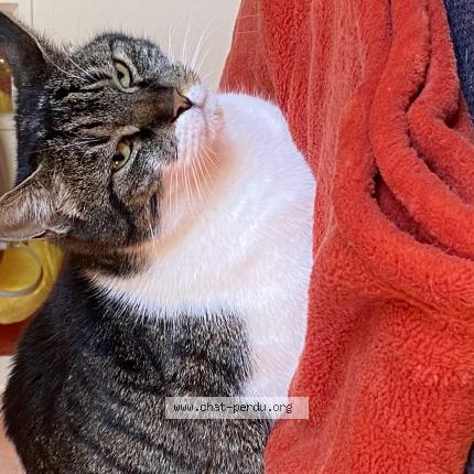 Foto 1/1 Speedy Chat perdido en Oyonnax