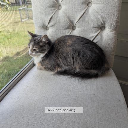 Foto 1/1 Luna Chat perdido en Oneida