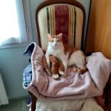 Foto del gato perdido en Saint Laurent Sur Mer