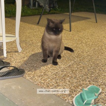 Foto 1/1 Gato encontrado Encontrado en Barjouville