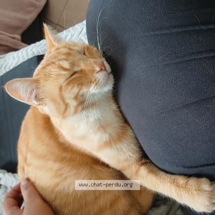 Foto 1/2 Simba Chat perdido en Lespinasse