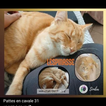 Foto 2/2 Simba Chat perdido en Lespinasse
