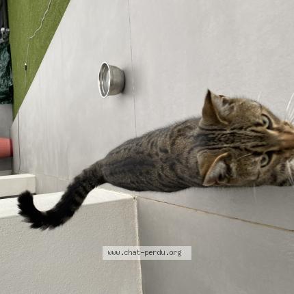 Foto 1/1 Gato encontrado Encontrado en Meyzieu